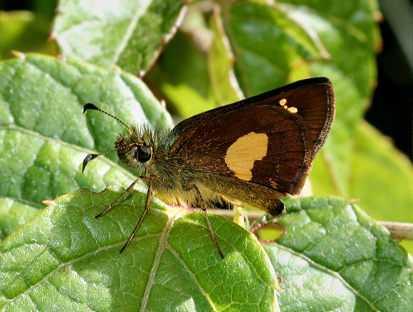 Dalla cypselus evages, Bosque She'llot, Peru - Emily Halsey