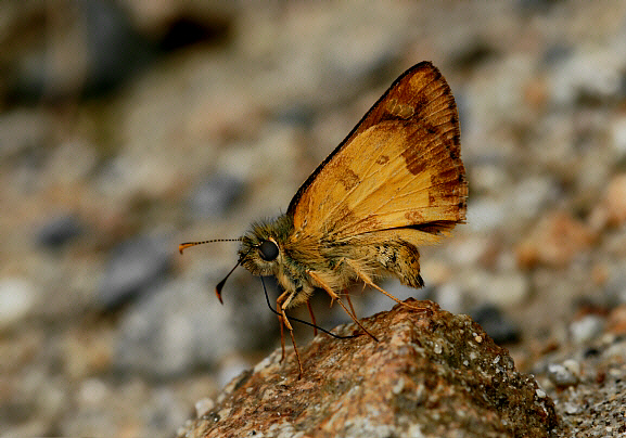 Dalla dognini, male filter-feeding, Manu cloudforest, 1500m, Peru - Adrian Hoskins