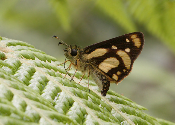 Panama Skipperling