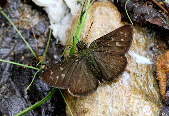 Dalla plancus, Tatama NP, Colombia - Adrian Hoskins