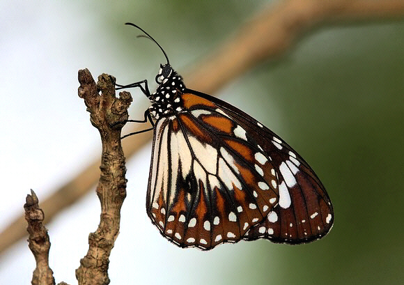 Danaus affinis Wollongong NSW, Australia - David Fischer
