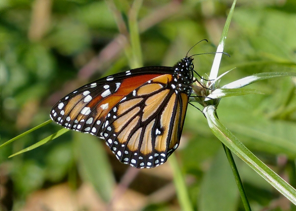 Danaus%20eresimus%20montezuma%20PBygate 002b - Learn Butterflies