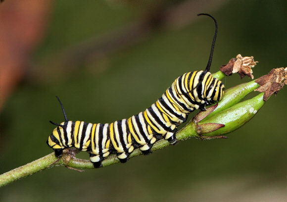 Danaus%20plexippus%204086 001a - Learn Butterflies