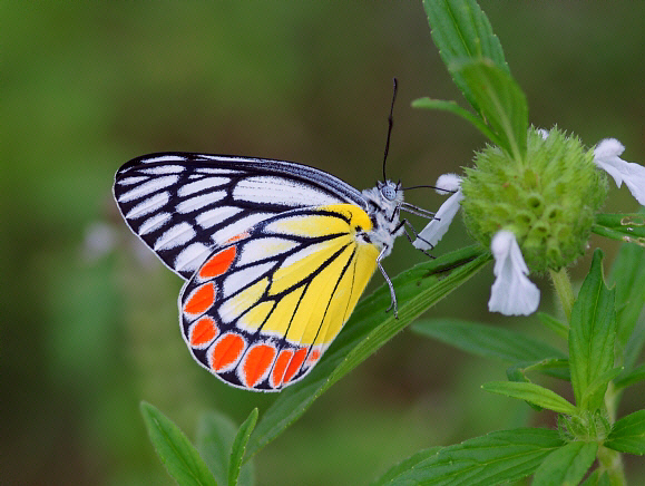 Common Jezebel