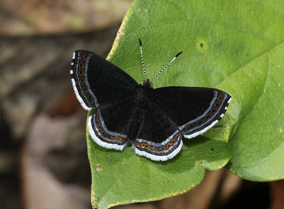 Cleonus Metalmark