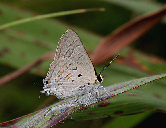 Common Brown Playboy