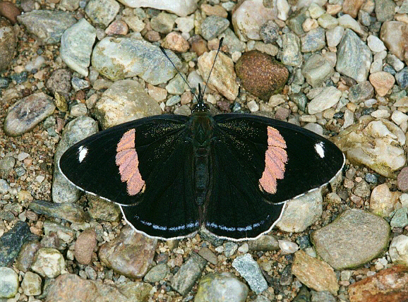 Diaethria anna, showing pink reflections, Mexico – Tony Hoare