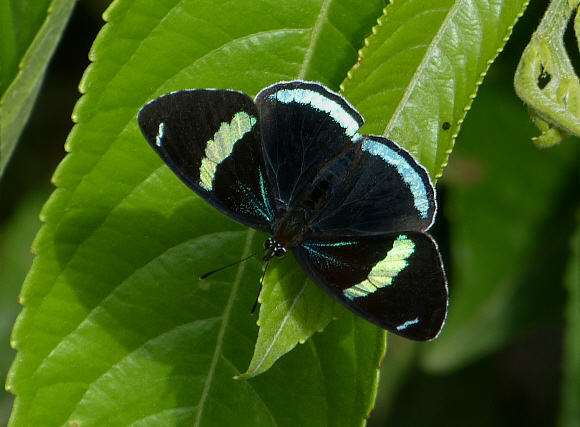 Diaethria%20clymena%20PM1010143 001a - Learn Butterflies