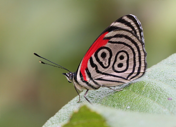 Diaethria%20clymena%20marchalii%202424 001a - Learn Butterflies