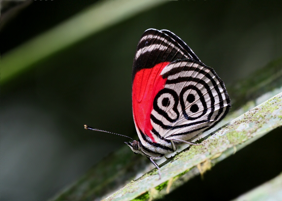 Diaethria%20clymena%20marchalii%203596 001a - Learn Butterflies