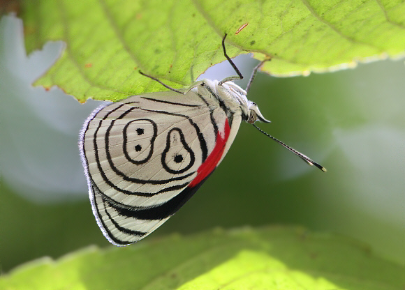 Diaethria%20euclides%20phlogea%203022 001a - Learn Butterflies