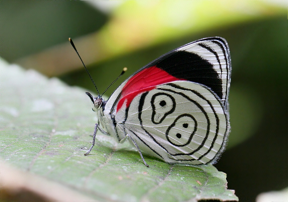 Latreille’s 89 butterfly