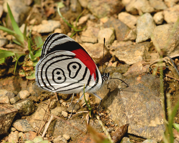 Diaethria%20neglecta%20301a - Learn Butterflies