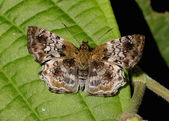 Variegated Skipper