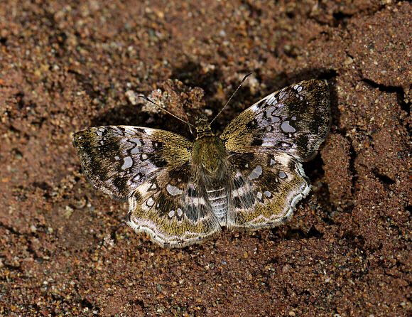 Diaeus variegata, male, Tingo Maria, Peru - Adrian Hoskins