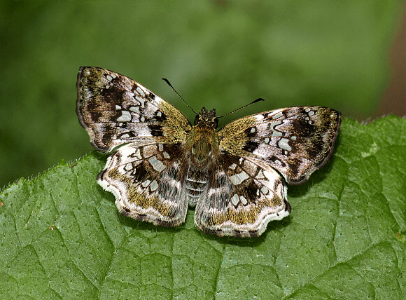 Diaeus variegata, male, Tingo Maria, Peru - Adrian Hoskins