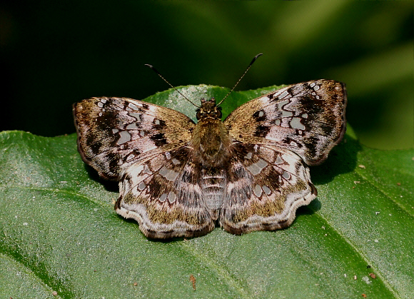 Diaeus variegata, Tingo Maria, Peru - Emily Halsey