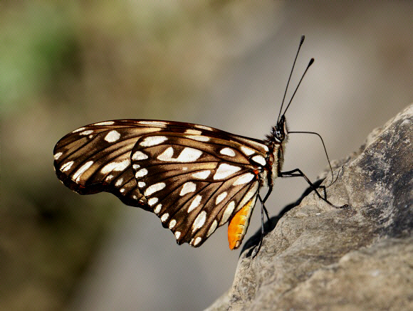 Dione%20juno%204306 001a - Learn Butterflies