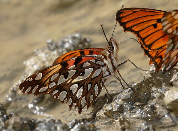 Moneta Longwing