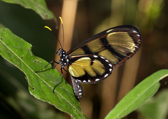 Dircenna adina xanthophane, Satipo, Peru – Adrian Hoskins