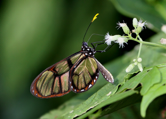 Adina Clearwing