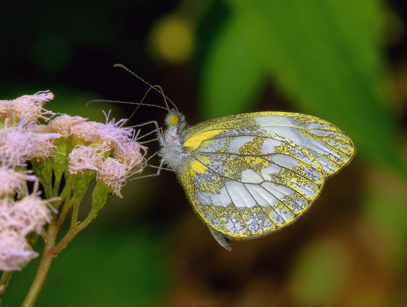 Dainty Egg White