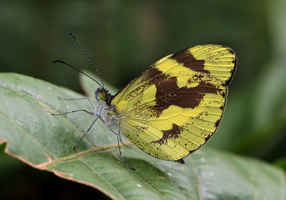 Dismorphia medora medora, Otun-Quimbaya, Colombia - Adrian Hoskins