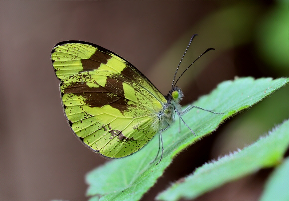 Medora Mimic White