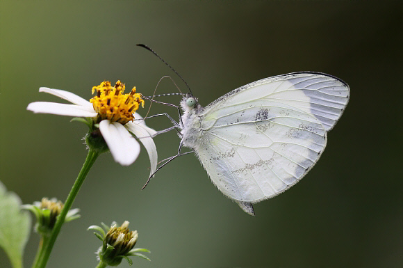 Pretty Mimic White