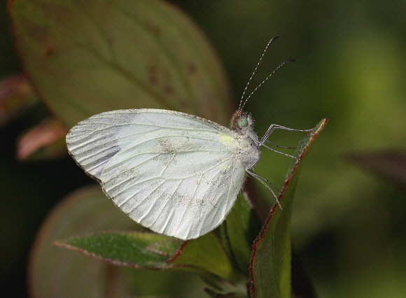 Dismorphia thermesia, male, Mariposa, Peru - Adrian Hoskins