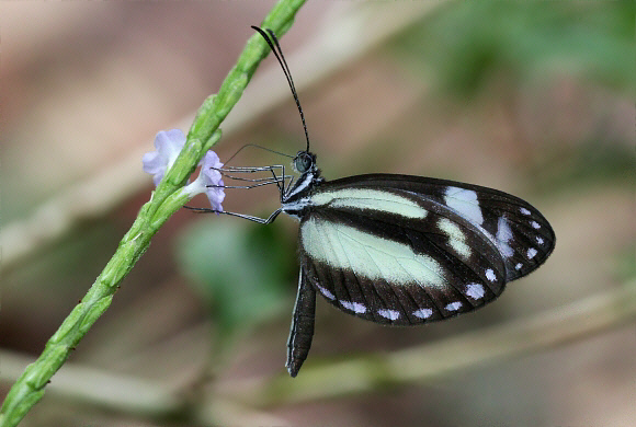 Dismorphia theucharila avonia, Tatama NP, Colombia - Adrian Hoskins