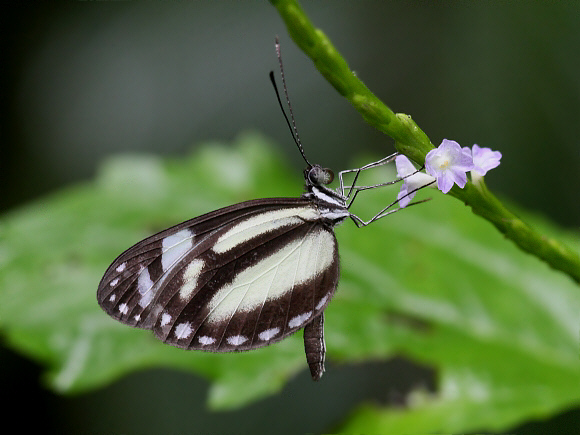 Variable Mimic White