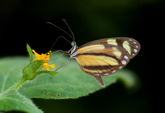 Dismorphia theucharila theucharila, Medellin, Colombia - Adrian Hoskins