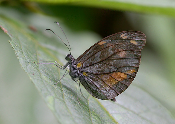 Dismorphia zaela zaela, Tatama NP, Colombia - Adrian Hoskins