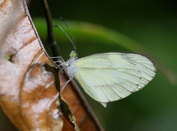 Dismorphia zathoe zathoe, Tatama NP, Colombia - Adrian Hoskins