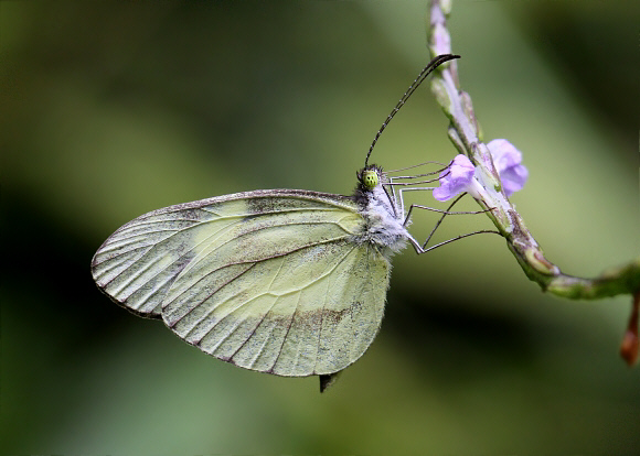 Dismorphia zathoe zathoe, Tatama NP, Colombia - Adrian Hoskins