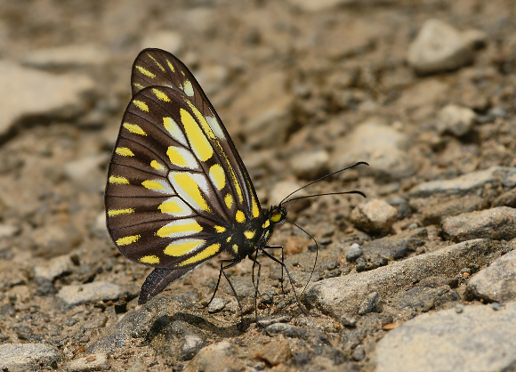 Catasticta Mimic