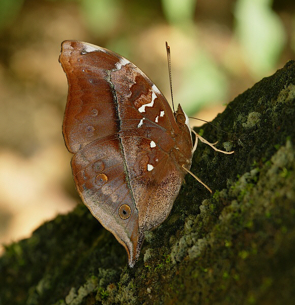 Autumn Leaf