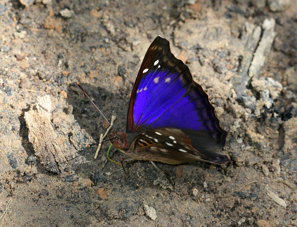 Doxocopa agathina, male, Rio Pindayo, Peru – Adrian Hoskins