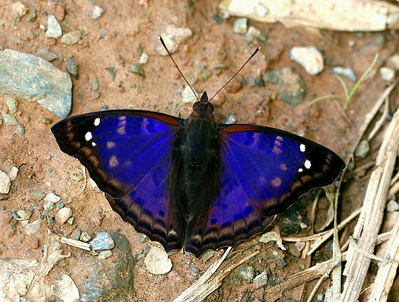 Doxocopa agathina, male, Catarata Bayoz, Le Merced, Peru – Adrian Hoskins