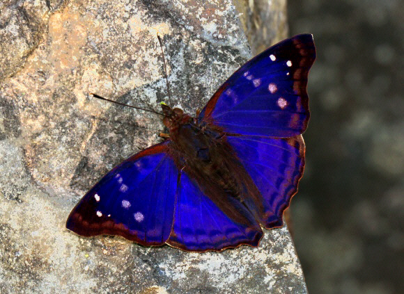 Agathina Emperor