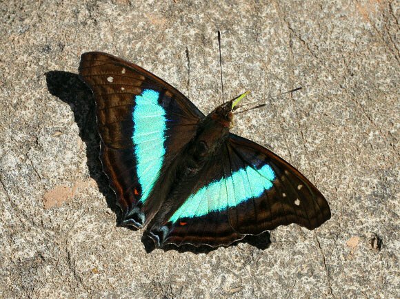 Doxocopa laurentia cherubina, male, Rio Shima, Satipo, Peru - Adrian Hoskins