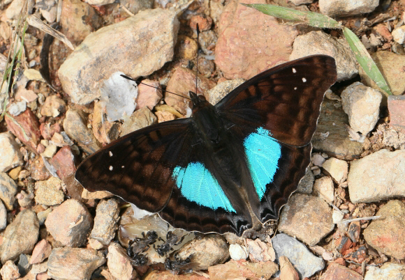 Cyan Emperor