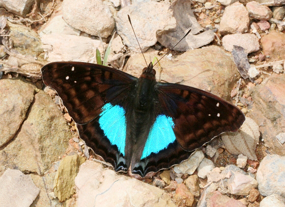 Doxocopa cyane mexicana, Tatama NP, Colombia – Adrian Hoskins