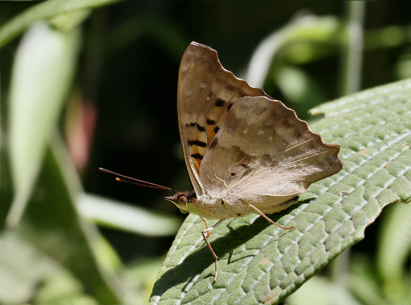 Doxocopa cyane mexicana, Arrierito Piha reserve, Colombia – Adrian Hoskins