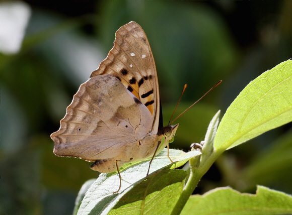 Doxocopa cyane mexicana, Arrierito Piha reserve, Colombia – Adrian Hoskins