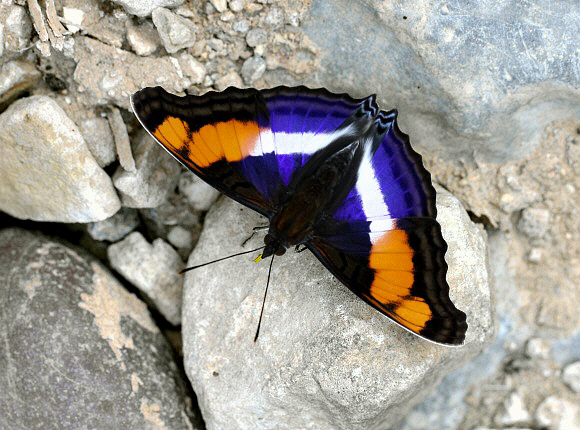 Doxocopa laure griseldis male, Satipo, Peru - Adrian Hoskins