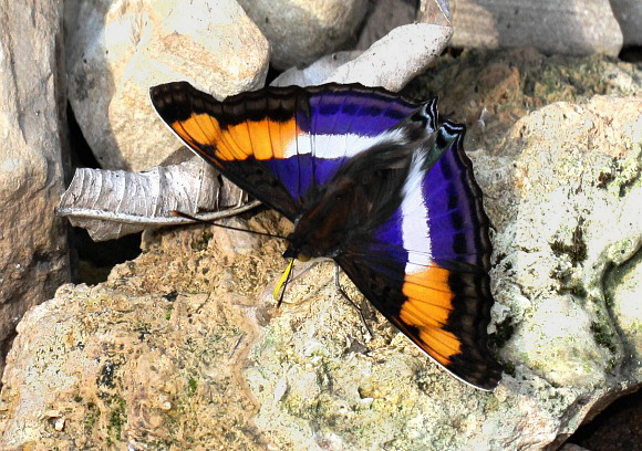 Doxocopa laure griseldis male, Satipo, Peru - Adrian Hoskins