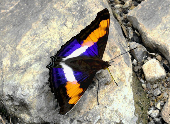 Doxocopa laure griseldis male, Satipo, Peru - Adrian Hoskins