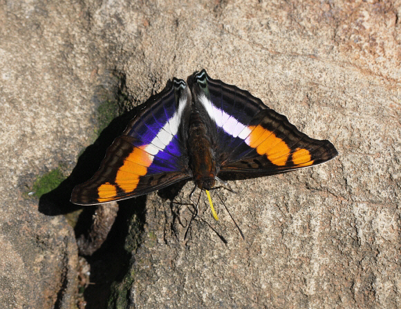 Doxocopa laure griseldis male, Satipo, Peru - Adrian Hoskins